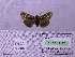  ( - BC AB Lep 00098)  @12 [ ] Copyright (2010) Unspecified Research Collection of Andreas Bergmann