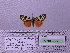  ( - BC AB Lep 00112)  @12 [ ] Copyright (2010) Unspecified Research Collection of Andreas Bergmann