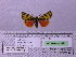  (Palearctia ferghana - BC AB Lep 00120)  @13 [ ] Copyright (2010) Unspecified Research Collection of Andreas Bergmann