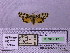  ( - BC AB Lep 00144)  @13 [ ] Copyright (2010) Unspecified Research Collection of Andreas Bergmann