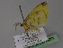 ( - BC ZSM Lep 29792)  @12 [ ] CreativeCommons - Attribution Non-Commercial Share-Alike (2010) Unspecified SNSB, Zoologische Staatssammlung Muenchen