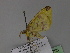  ( - BC ZSM Lep 29793)  @12 [ ] CreativeCommons - Attribution Non-Commercial Share-Alike (2010) Unspecified SNSB, Zoologische Staatssammlung Muenchen