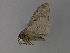  ( - BC ZSM Lep 29798)  @12 [ ] CreativeCommons - Attribution Non-Commercial Share-Alike (2010) Unspecified SNSB, Zoologische Staatssammlung Muenchen