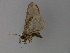  ( - BC ZSM Lep 29802)  @12 [ ] CreativeCommons - Attribution Non-Commercial Share-Alike (2010) Unspecified SNSB, Zoologische Staatssammlung Muenchen