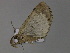  ( - BC ZSM Lep 29803)  @12 [ ] CreativeCommons - Attribution Non-Commercial Share-Alike (2010) Unspecified SNSB, Zoologische Staatssammlung Muenchen