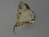  ( - BC ZSM Lep 29817)  @12 [ ] CreativeCommons - Attribution Non-Commercial Share-Alike (2010) Unspecified SNSB, Zoologische Staatssammlung Muenchen