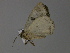  ( - BC ZSM Lep 29818)  @12 [ ] CreativeCommons - Attribution Non-Commercial Share-Alike (2010) Unspecified SNSB, Zoologische Staatssammlung Muenchen
