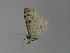  ( - BC ZSM Lep 29819)  @12 [ ] CreativeCommons - Attribution Non-Commercial Share-Alike (2010) Unspecified SNSB, Zoologische Staatssammlung Muenchen