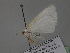  ( - BC ZSM Lep 29831)  @12 [ ] CreativeCommons - Attribution Non-Commercial Share-Alike (2010) Unspecified SNSB, Zoologische Staatssammlung Muenchen