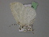  ( - BC ZSM Lep 29833)  @12 [ ] CreativeCommons - Attribution Non-Commercial Share-Alike (2010) Unspecified SNSB, Zoologische Staatssammlung Muenchen