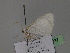  ( - BC ZSM Lep 29837)  @13 [ ] CreativeCommons - Attribution Non-Commercial Share-Alike (2010) Unspecified SNSB, Zoologische Staatssammlung Muenchen