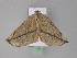  (Pseudomiza obliquaria - BC ZSM Lep 29844)  @14 [ ] CreativeCommons - Attribution Non-Commercial Share-Alike (2010) Unspecified SNSB, Zoologische Staatssammlung Muenchen