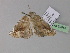  ( - BC ZSM Lep 29845)  @13 [ ] CreativeCommons - Attribution Non-Commercial Share-Alike (2010) Unspecified SNSB, Zoologische Staatssammlung Muenchen