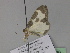  (Lomaspilis AH01Ch - BC ZSM Lep 29866)  @13 [ ] CreativeCommons - Attribution Non-Commercial Share-Alike (2010) Unspecified SNSB, Zoologische Staatssammlung Muenchen