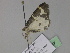  ( - BC ZSM Lep 29867)  @13 [ ] CreativeCommons - Attribution Non-Commercial Share-Alike (2010) Unspecified SNSB, Zoologische Staatssammlung Muenchen