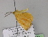  ( - BC ZSM Lep 29871)  @13 [ ] CreativeCommons - Attribution Non-Commercial Share-Alike (2010) Unspecified SNSB, Zoologische Staatssammlung Muenchen