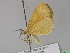  (Epholca - BC ZSM Lep 29872)  @14 [ ] CreativeCommons - Attribution Non-Commercial Share-Alike (2010) Unspecified SNSB, Zoologische Staatssammlung Muenchen