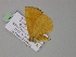  ( - BC ZSM Lep 29874)  @13 [ ] CreativeCommons - Attribution Non-Commercial Share-Alike (2010) Unspecified SNSB, Zoologische Staatssammlung Muenchen