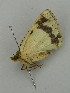 ( - BC ZSM Lep 31315)  @13 [ ] CreativeCommons - Attribution Non-Commercial Share-Alike (2010) Unspecified SNSB, Zoologische Staatssammlung Muenchen