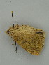  ( - BC ZSM Lep 31317)  @11 [ ] CreativeCommons - Attribution Non-Commercial Share-Alike (2010) Unspecified SNSB, Zoologische Staatssammlung Muenchen
