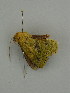  ( - BC ZSM Lep 31318)  @13 [ ] CreativeCommons - Attribution Non-Commercial Share-Alike (2010) Unspecified SNSB, Zoologische Staatssammlung Muenchen