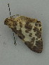  (Percnia luridaria - BC ZSM Lep 31363)  @13 [ ] CreativeCommons - Attribution Non-Commercial Share-Alike (2010) Unspecified SNSB, Zoologische Staatssammlung Muenchen