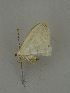  ( - BC ZSM Lep 31389)  @12 [ ] CreativeCommons - Attribution Non-Commercial Share-Alike (2010) Unspecified SNSB, Zoologische Staatssammlung Muenchen