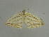  ( - BC ZSM Lep 31390)  @12 [ ] CreativeCommons - Attribution Non-Commercial Share-Alike (2010) Unspecified SNSB, Zoologische Staatssammlung Muenchen