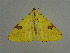  (Opisthograptis punctilineata - BC ZSM Lep 31399)  @13 [ ] CreativeCommons - Attribution Non-Commercial Share-Alike (2010) Unspecified SNSB, Zoologische Staatssammlung Muenchen