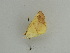  ( - BC ZSM Lep 31407)  @12 [ ] CreativeCommons - Attribution Non-Commercial Share-Alike (2010) Unspecified SNSB, Zoologische Staatssammlung Muenchen