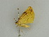  (Pseudomiza flava - BC ZSM Lep 31420)  @13 [ ] CreativeCommons - Attribution Non-Commercial Share-Alike (2010) Unspecified SNSB, Zoologische Staatssammlung Muenchen