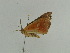  ( - BC ZSM Lep 31425)  @12 [ ] CreativeCommons - Attribution Non-Commercial Share-Alike (2010) Unspecified SNSB, Zoologische Staatssammlung Muenchen