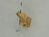  ( - BC ZSM Lep 31438)  @14 [ ] CreativeCommons - Attribution Non-Commercial Share-Alike (2010) Unspecified SNSB, Zoologische Staatssammlung Muenchen