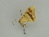  ( - BC ZSM Lep 31441)  @12 [ ] CreativeCommons - Attribution Non-Commercial Share-Alike (2010) Unspecified SNSB, Zoologische Staatssammlung Muenchen