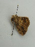  ( - BC ZSM Lep 31457)  @12 [ ] CreativeCommons - Attribution Non-Commercial Share-Alike (2010) Unspecified SNSB, Zoologische Staatssammlung Muenchen