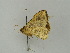  (Arichanna pryeraria - BC ZSM Lep 31489)  @13 [ ] CreativeCommons - Attribution Non-Commercial Share-Alike (2010) Unspecified SNSB, Zoologische Staatssammlung Muenchen