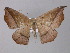  ( - BC ZSM Lep 31974)  @13 [ ] CreativeCommons - Attribution Non-Commercial Share-Alike (2010) Unspecified SNSB, Zoologische Staatssammlung Muenchen