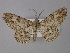 ( - BC ZSM Lep 31976)  @11 [ ] CreativeCommons - Attribution Non-Commercial Share-Alike (2010) Unspecified SNSB, Zoologische Staatssammlung Muenchen