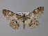  ( - BC ZSM Lep 31977)  @13 [ ] CreativeCommons - Attribution Non-Commercial Share-Alike (2010) Unspecified SNSB, Zoologische Staatssammlung Muenchen
