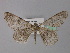  ( - BC ZSM Lep 31978)  @14 [ ] CreativeCommons - Attribution Non-Commercial Share-Alike (2010) Unspecified SNSB, Zoologische Staatssammlung Muenchen