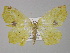  ( - BC ZSM Lep 31994)  @13 [ ] CreativeCommons - Attribution Non-Commercial Share-Alike (2010) Unspecified SNSB, Zoologische Staatssammlung Muenchen