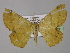  ( - BC ZSM Lep 31996)  @12 [ ] CreativeCommons - Attribution Non-Commercial Share-Alike (2010) Unspecified SNSB, Zoologische Staatssammlung Muenchen