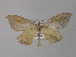  ( - BC ZSM Lep 31997)  @11 [ ] CreativeCommons - Attribution Non-Commercial Share-Alike (2010) Unspecified SNSB, Zoologische Staatssammlung Muenchen