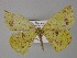  ( - BC ZSM Lep 32002)  @13 [ ] CreativeCommons - Attribution Non-Commercial Share-Alike (2010) Unspecified SNSB, Zoologische Staatssammlung Muenchen