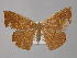  ( - BC ZSM Lep 32003)  @13 [ ] CreativeCommons - Attribution Non-Commercial Share-Alike (2010) Unspecified SNSB, Zoologische Staatssammlung Muenchen
