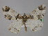  ( - BC ZSM Lep 32006)  @11 [ ] CreativeCommons - Attribution Non-Commercial Share-Alike (2010) Unspecified SNSB, Zoologische Staatssammlung Muenchen