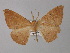  ( - BC ZSM Lep 32010)  @13 [ ] CreativeCommons - Attribution Non-Commercial Share-Alike (2010) Unspecified SNSB, Zoologische Staatssammlung Muenchen