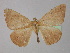  ( - BC ZSM Lep 32011)  @13 [ ] CreativeCommons - Attribution Non-Commercial Share-Alike (2010) Unspecified SNSB, Zoologische Staatssammlung Muenchen