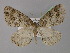 (Zeuctoboarmia albella - BC ZSM Lep 32014)  @14 [ ] CreativeCommons - Attribution Non-Commercial Share-Alike (2010) Unspecified SNSB, Zoologische Staatssammlung Muenchen