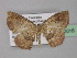  ( - BC ZSM Lep 32016)  @14 [ ] CreativeCommons - Attribution Non-Commercial Share-Alike (2010) Unspecified SNSB, Zoologische Staatssammlung Muenchen